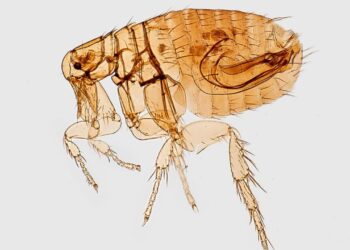 Fleaborne typhus cases climbing in LA County, CDC says