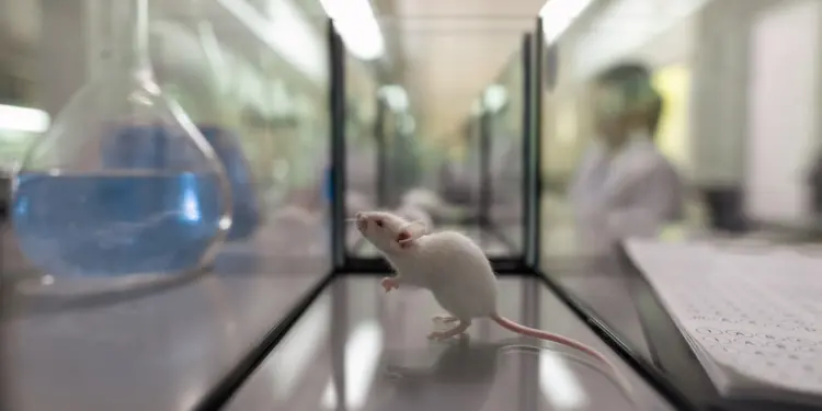 ‘Mice Engineered to Carry COVID?!’ – Illegal Lab Found in California, Tied to China