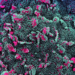 FDA’s Vaccine Oversight Failures Resulted in Unrepairable Erosion of Public Trust