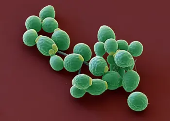 Inflammation in severe COVID linked to excess gut fungi