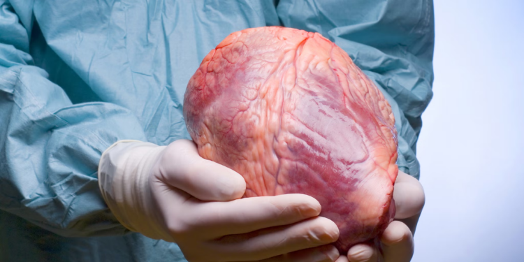 Study Discovers COVID-19 Vaccine Particles in Hearts of Deceased Individuals