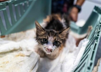 Covid virus that killed 8,000 cats in Cyprus spreads to UK