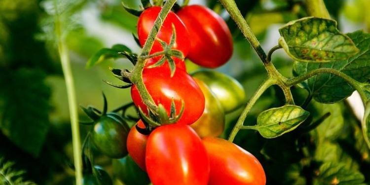 Tomato Vaccine Developed by Uzbek Scientists to Combat Coronavirus Infection