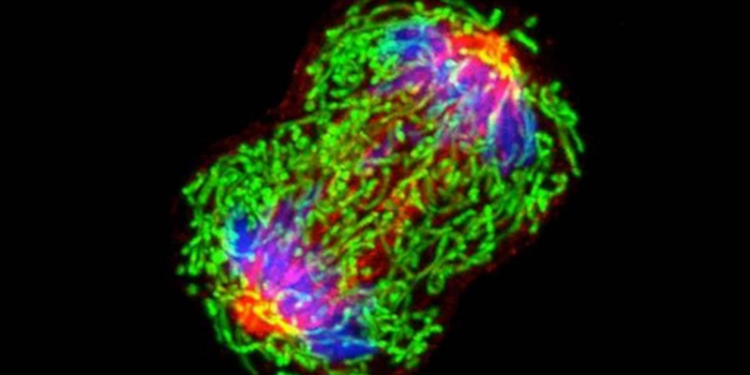 Researcher Discovers Potential Integration of COVID Vaccine Gene Into Human Cancer Cells