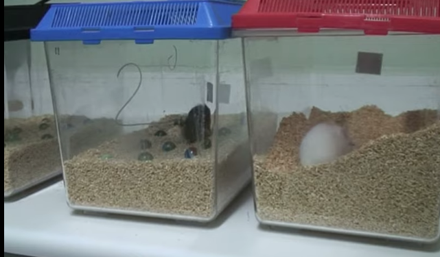 Incidents of Lab Staff at Colorado State University Suffering Bites and Scratches From Covid-Infected Animals and Other Diseases