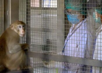 Investigation Reveals Presence of HIV-Infected Green Monkey DNA in COVID-19 Vaccines