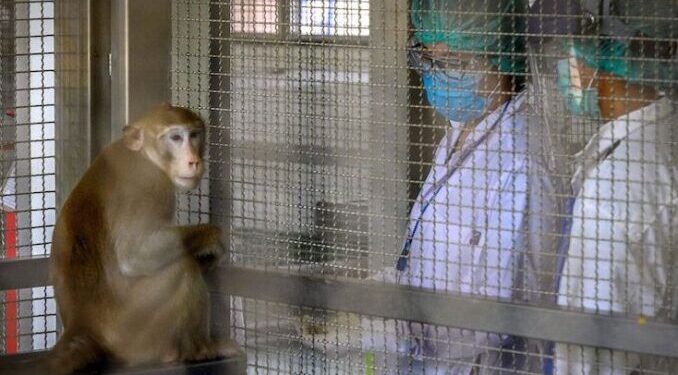 Investigation Reveals Presence of HIV-Infected Green Monkey DNA in COVID-19 Vaccines (VIDEO)