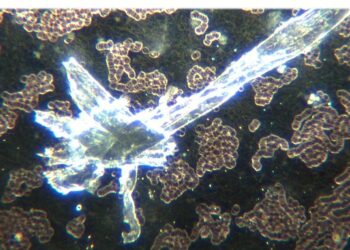 The Role of Hydrogels as Programmable Human Interface in COVID Vaccine