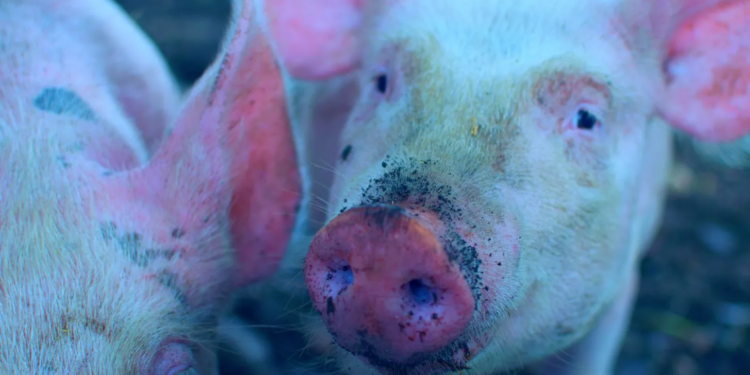 RNA Vaccine in US Pork Livestock Causes Fatality in 1 Out of 33 Pigs, Prompting Concerns About Meat Safety