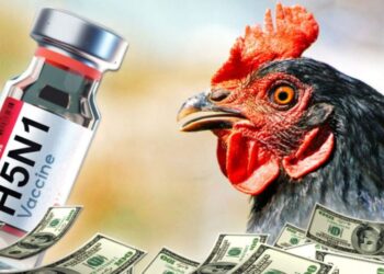 Mass Production of Bird Flu Vaccine for Humans Now Available