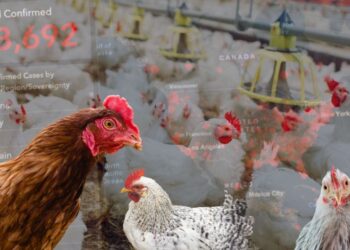 Scientists Issue Warning About Potential Severity of Bird Flu Pandemic Compared to COVID-19