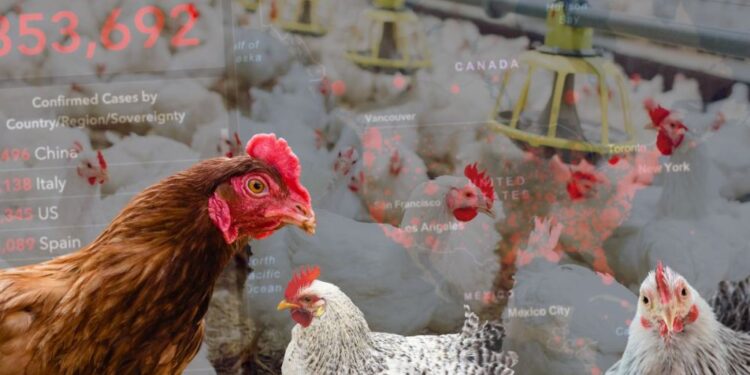 Scientists Issue Warning About Potential Severity of Bird Flu Pandemic Compared to COVID-19 (VIDEO)