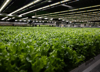 Tennessee's Proposed Classification of "Vaccine Lettuce" as a Drug: An Overview