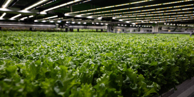 Tennessee’s Proposed Classification of “Vaccine Lettuce” as a Drug