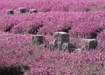 war graves erika memorial day 7892042