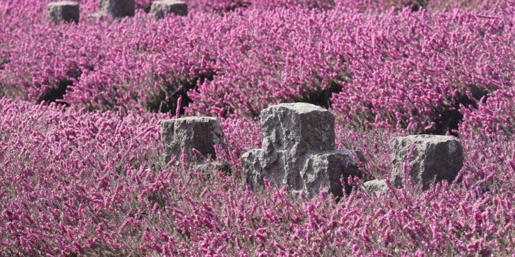 CDC Study Examines Potential Link Between COVID-19 Vaccines and Sudden Deaths